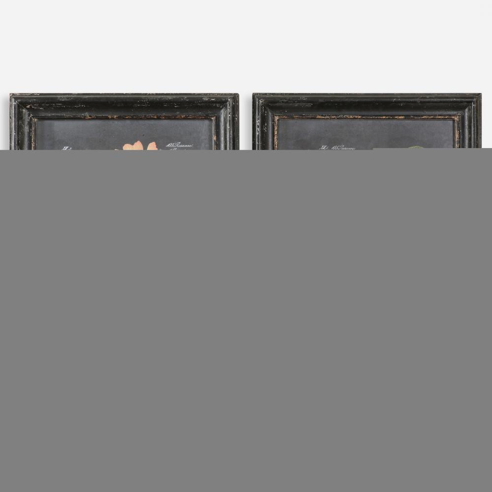 Uttermost Midnight Botanicals Framed Prints, S/2
