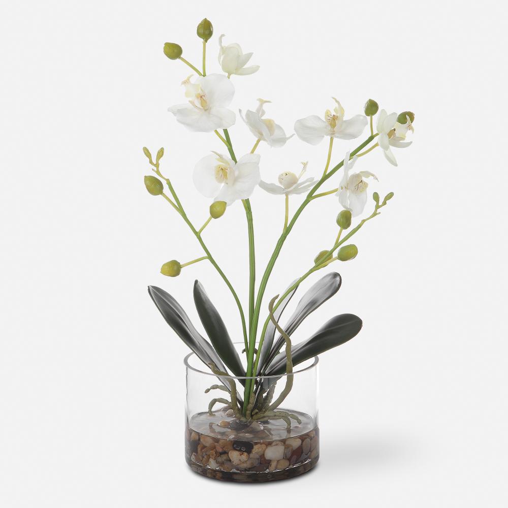 Uttermost Glory Orchid, White